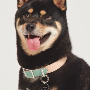 Médaillon pour chien personnalisable – TAG