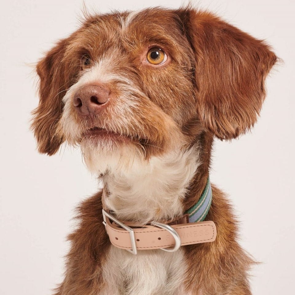 Collier pour chien en cuir végétalien TRIX design