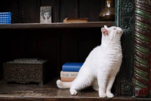 Maisons de toilette pour maîtres et chats exigeants