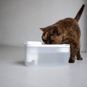 Fontaine à eau design pour chat – HYDRO SMART