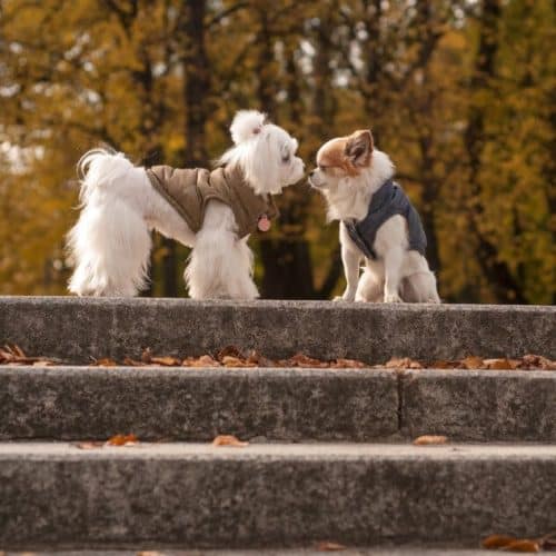 veste design pour chien spirit