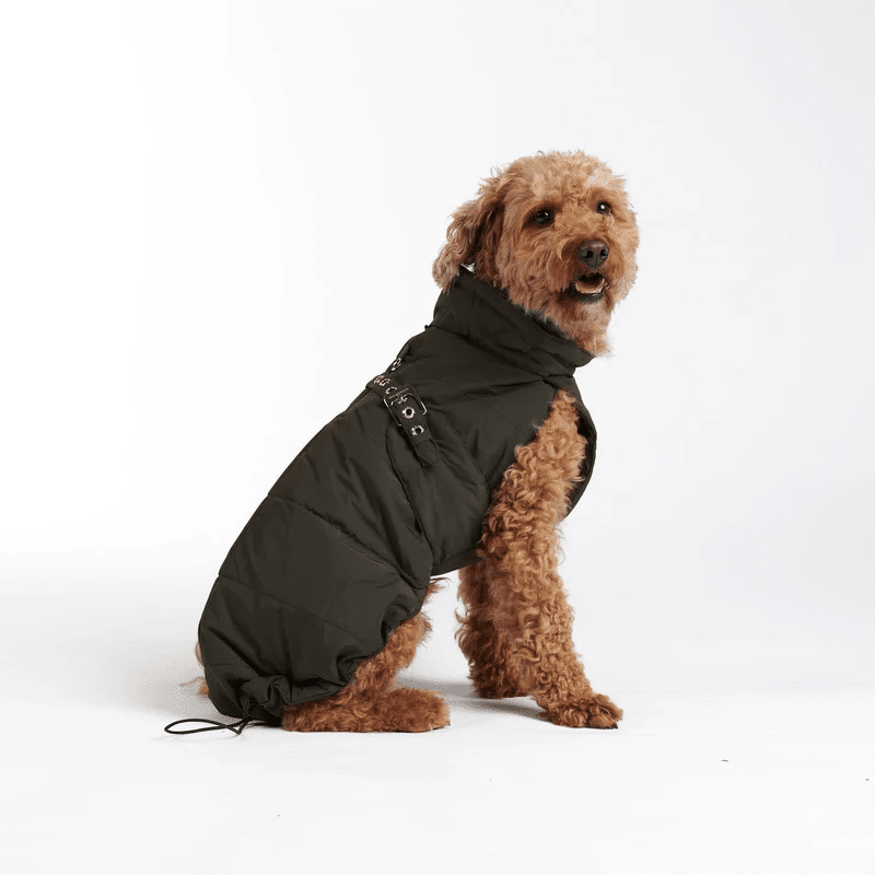 manteau imperméable et matelassé william walker design chien