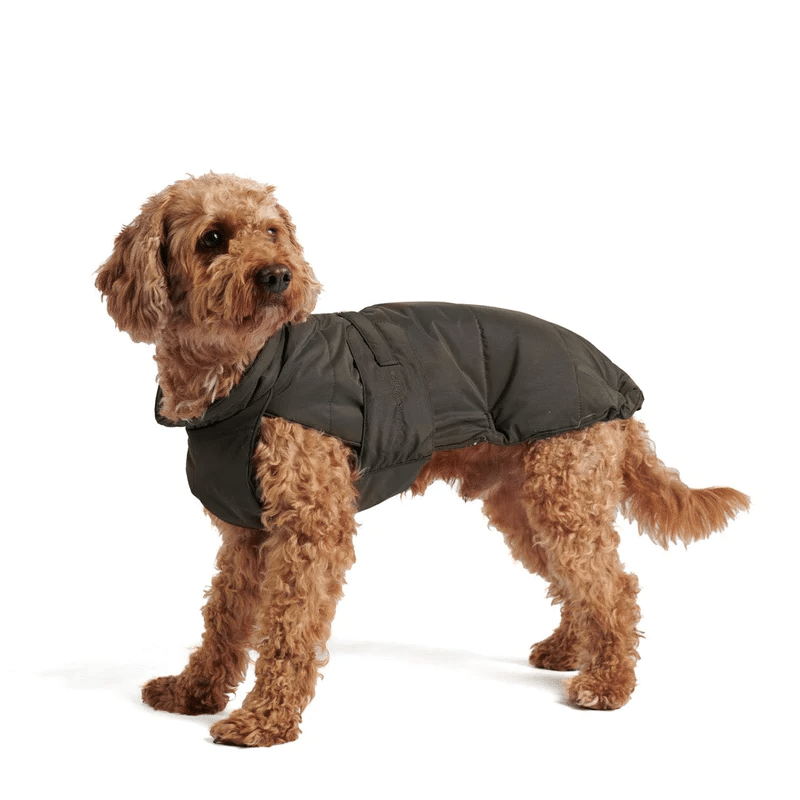 Un manteau pour chien est-il vraiment utile ?