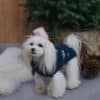 pull d'hiver pour chien laine design bowl and bone