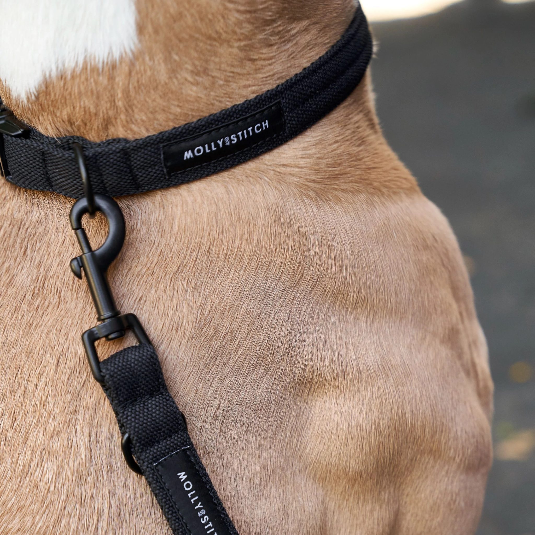 collier laisse harnais soft rock molly and stitch chien design confort