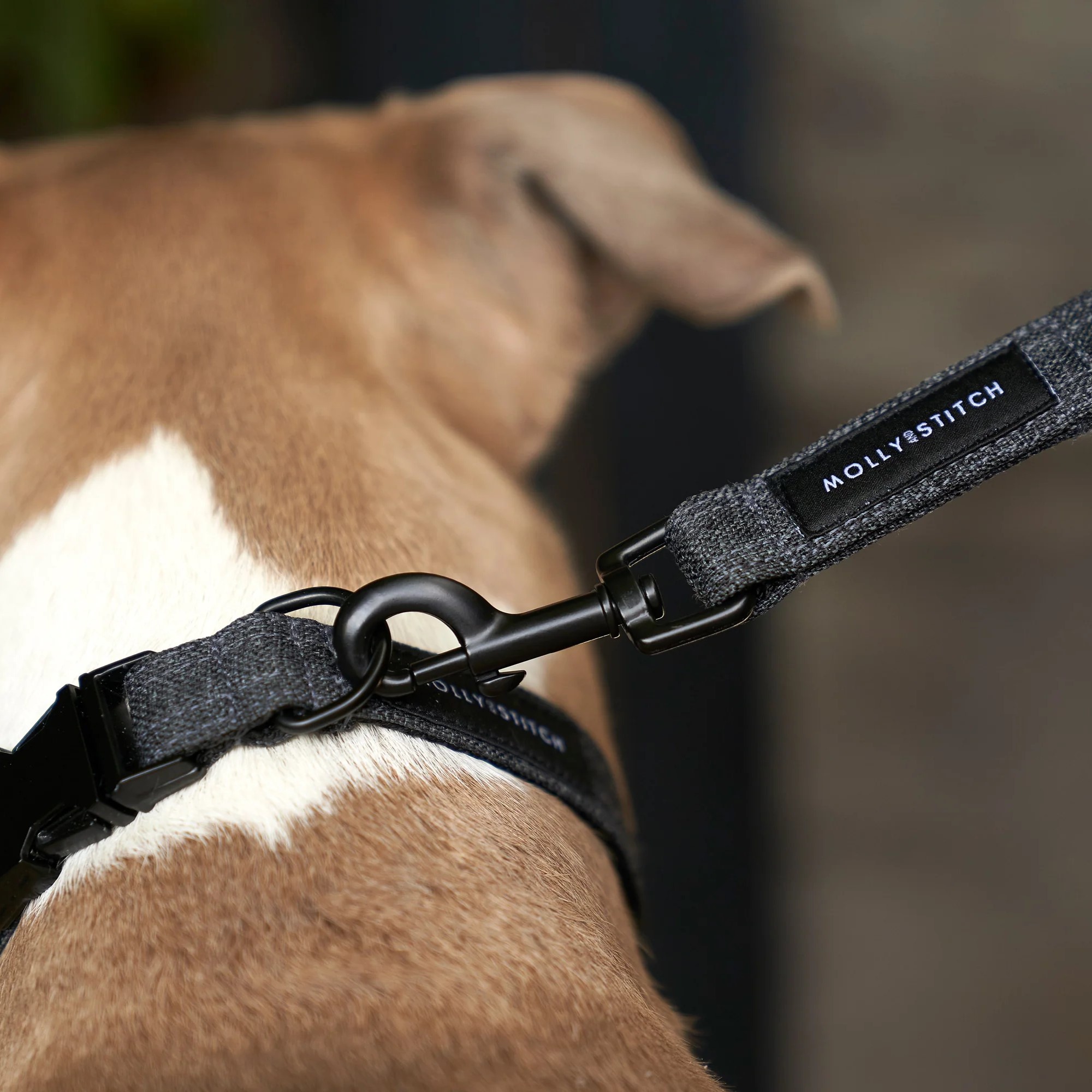 collier laisse harnais soft rock molly and stitch chien design confort