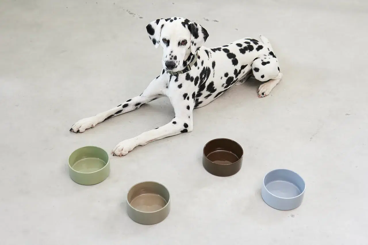 GAMELLE MINIMALISTE BOL CERAMIQUE COULEUR CHIEN DESIGN MIACARA SCODELLA