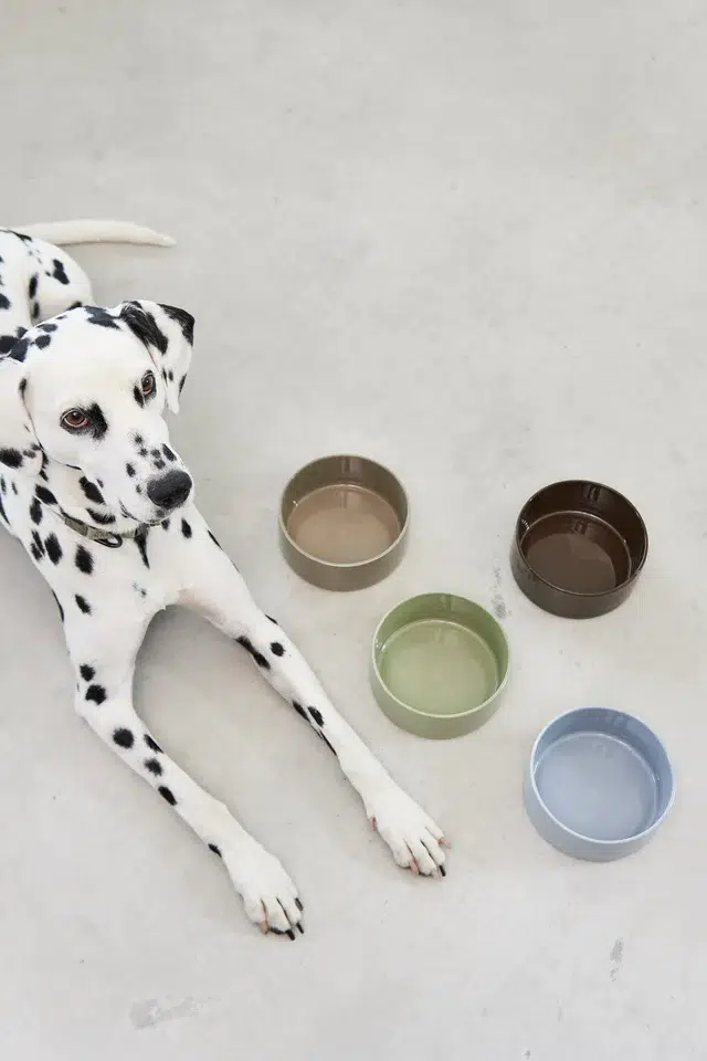 GAMELLE MINIMALISTE BOL CERAMIQUE COULEUR CHIEN DESIGN MIACARA SCODELLA