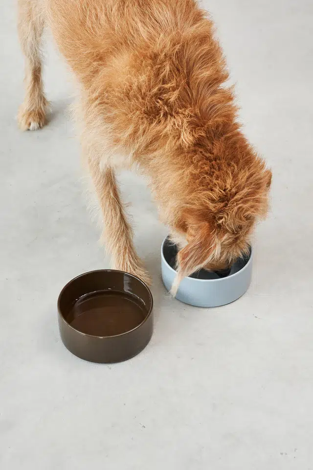 GAMELLE MINIMALISTE BOL CERAMIQUE COULEUR CHIEN DESIGN MIACARA SCODELLA