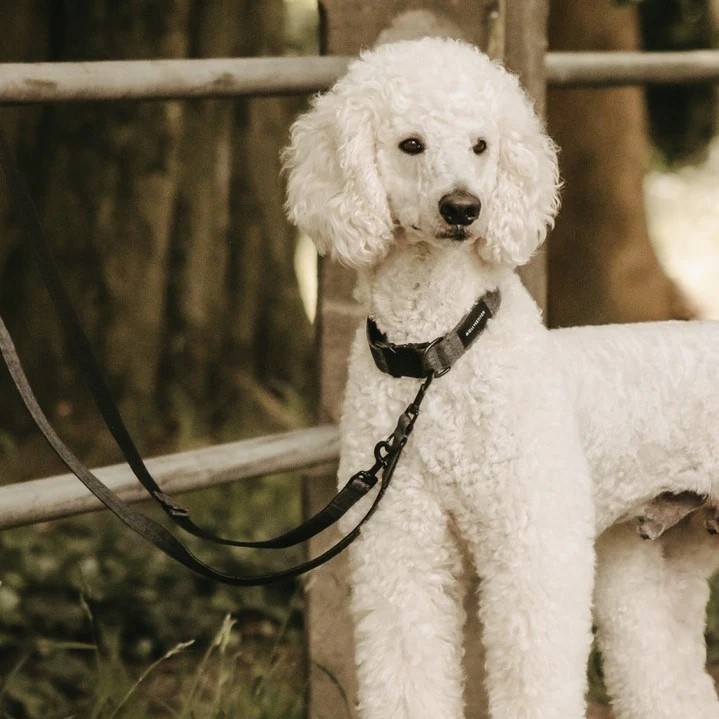 collier laisse harnais soft rock molly and stitch chien design confort