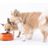 sebastiao ceramique gamelle pour chien design