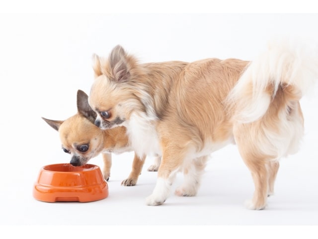 sebastiao ceramique gamelle pour chien design