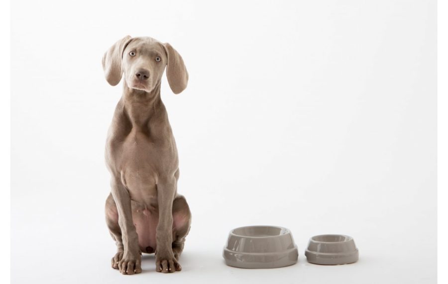sebastiao ceramique gamelle pour chien design