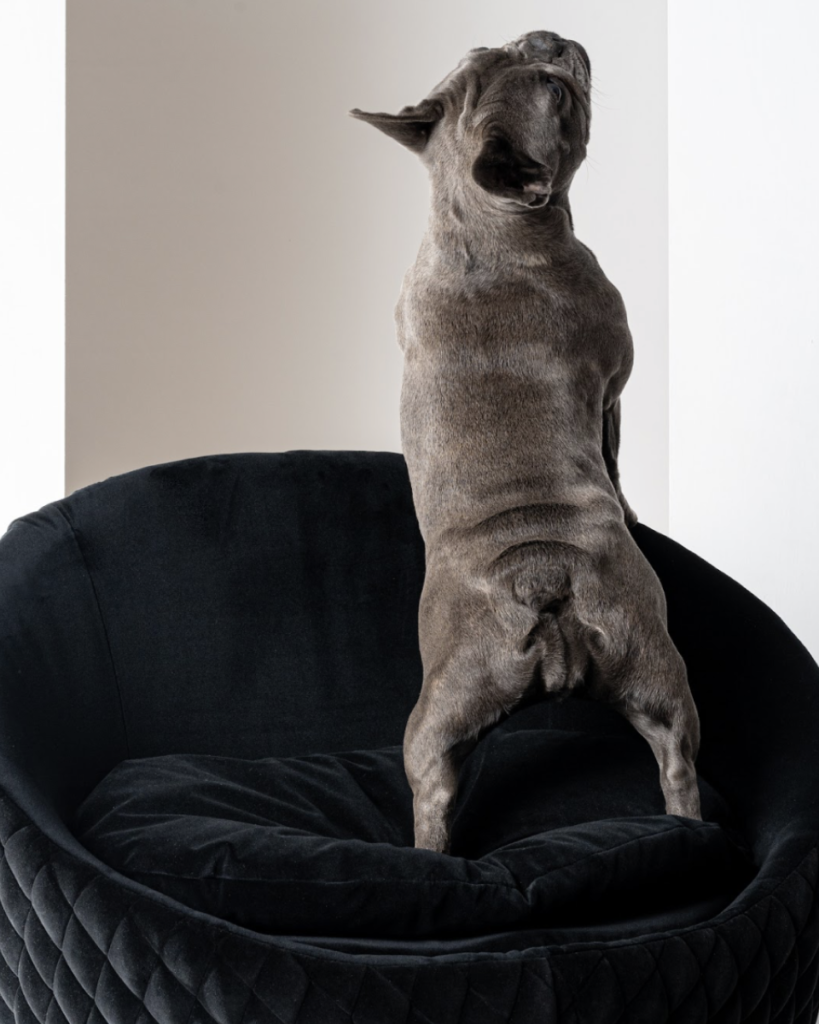 Canapés de luxe pour chiens et chats