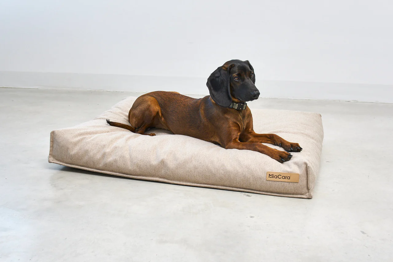 coussin design pour chien calma miacara coussin design pour chien calma miacara