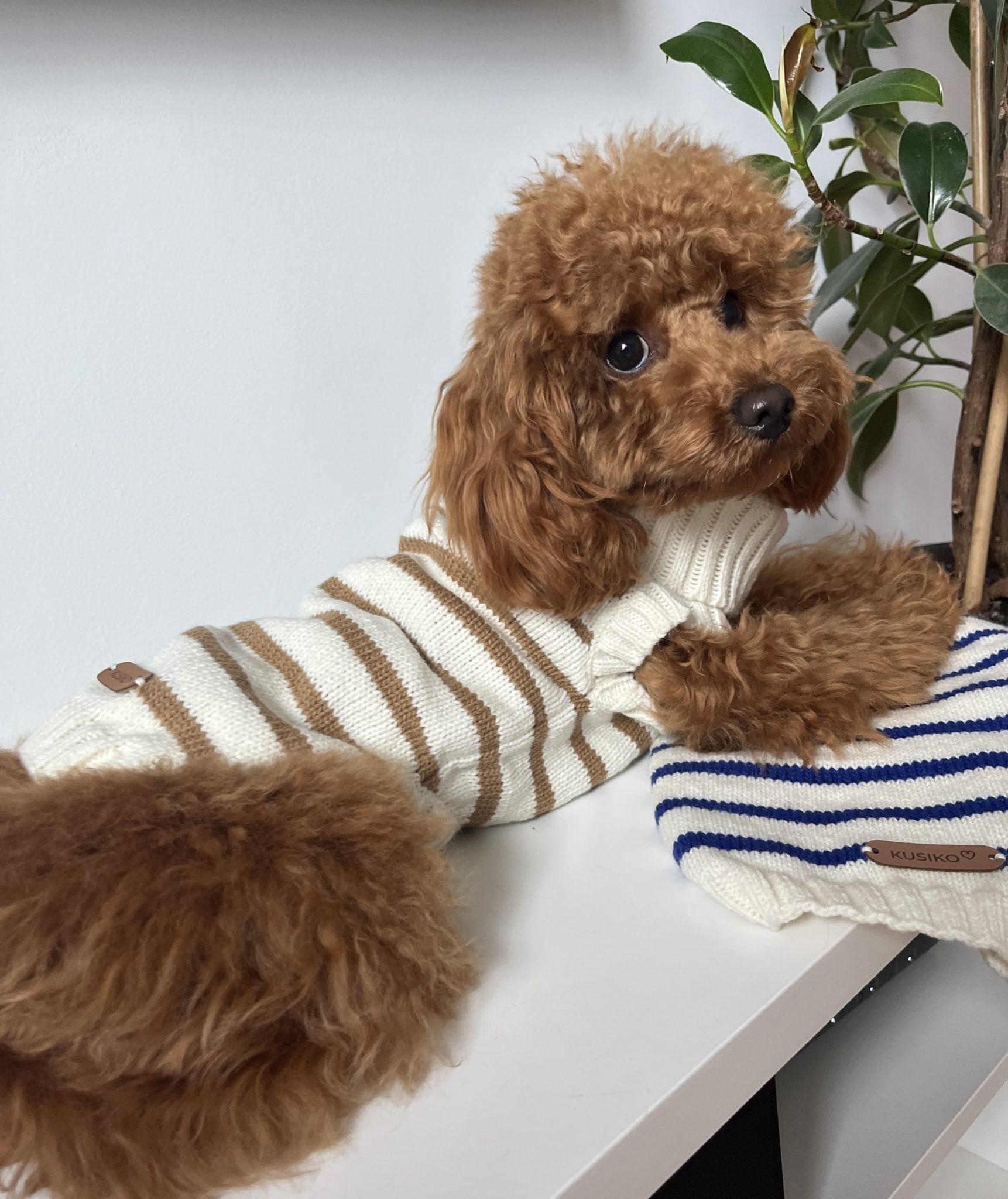 Pull marinière pour chien tricoté à la main - KUSIKO Pull marinière pour chien tricoté à la main - KUSIKO