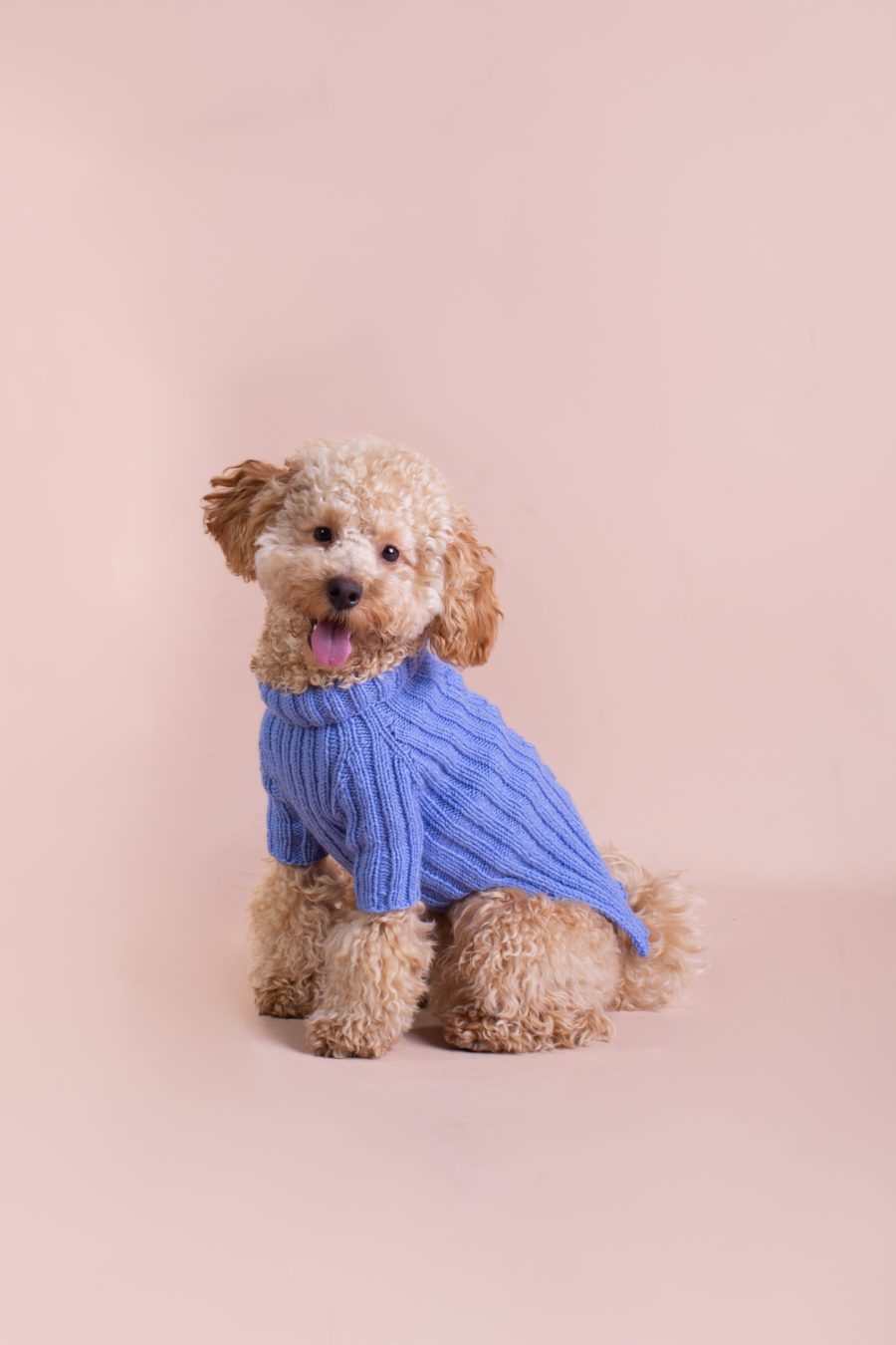Pull pour chien en laine tricotée - KUSIKO