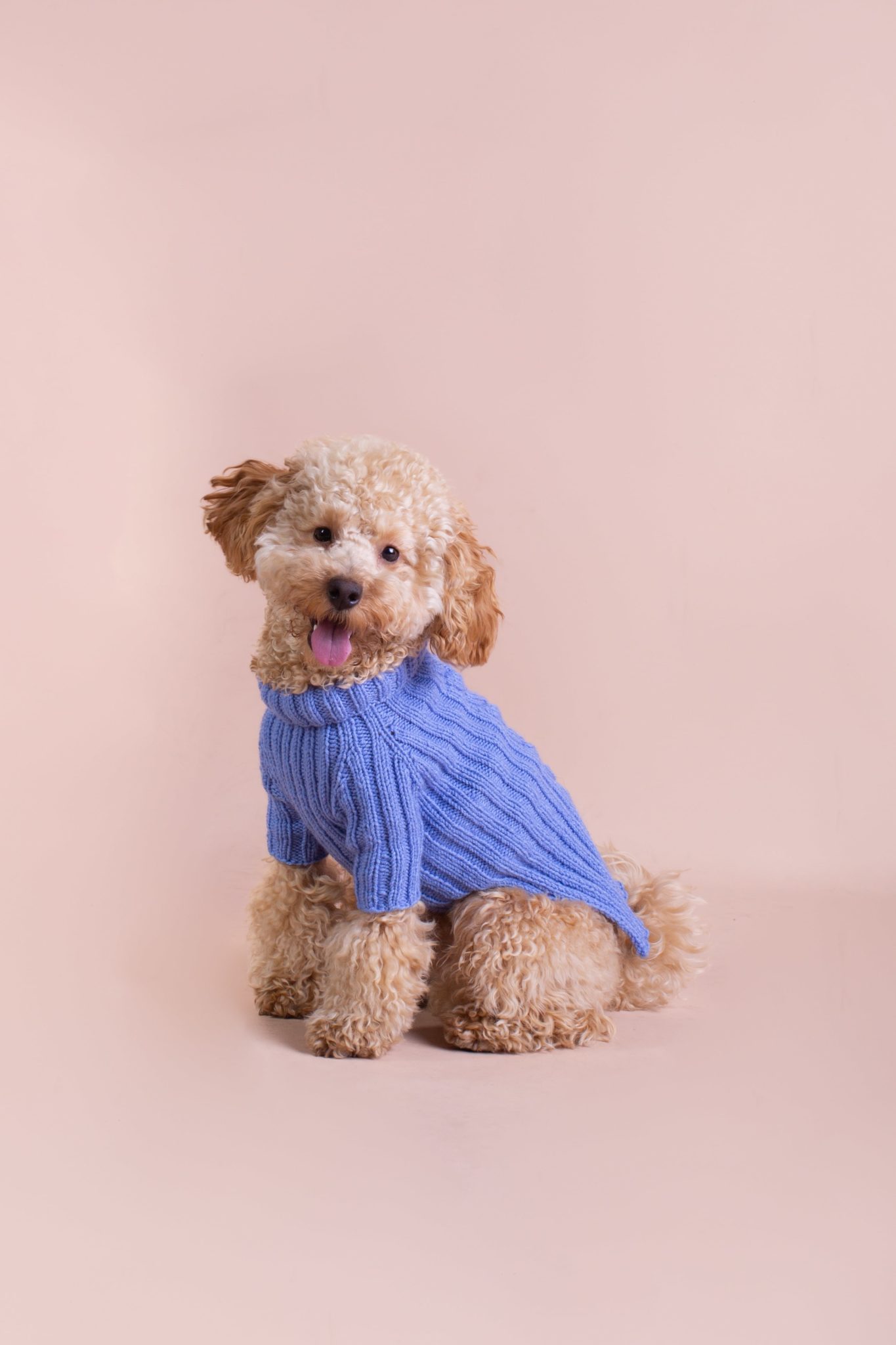 Pull pour chien en laine tricotée - KUSIKO Pull pour chien en laine tricotée - KUSIKO