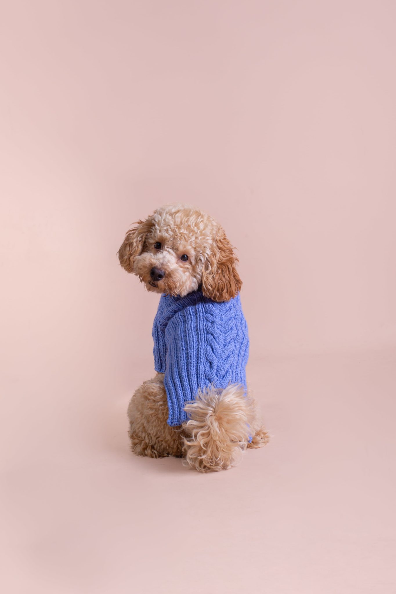 Pull pour chien en laine tricotée - KUSIKO Pull pour chien en laine tricotée - KUSIKO