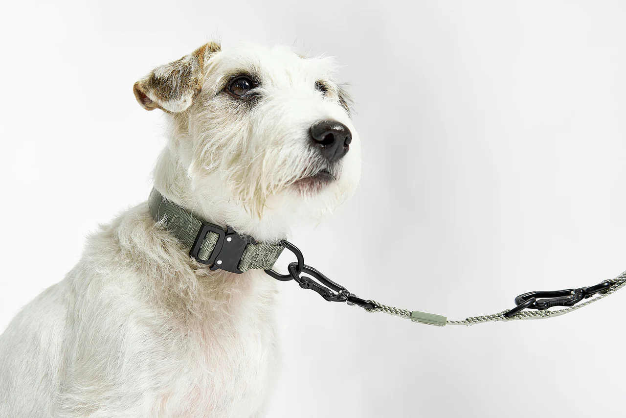modena collier harnais laisse pour chien et chat design  miacara modena collier harnais laisse pour chien et chat design miacara