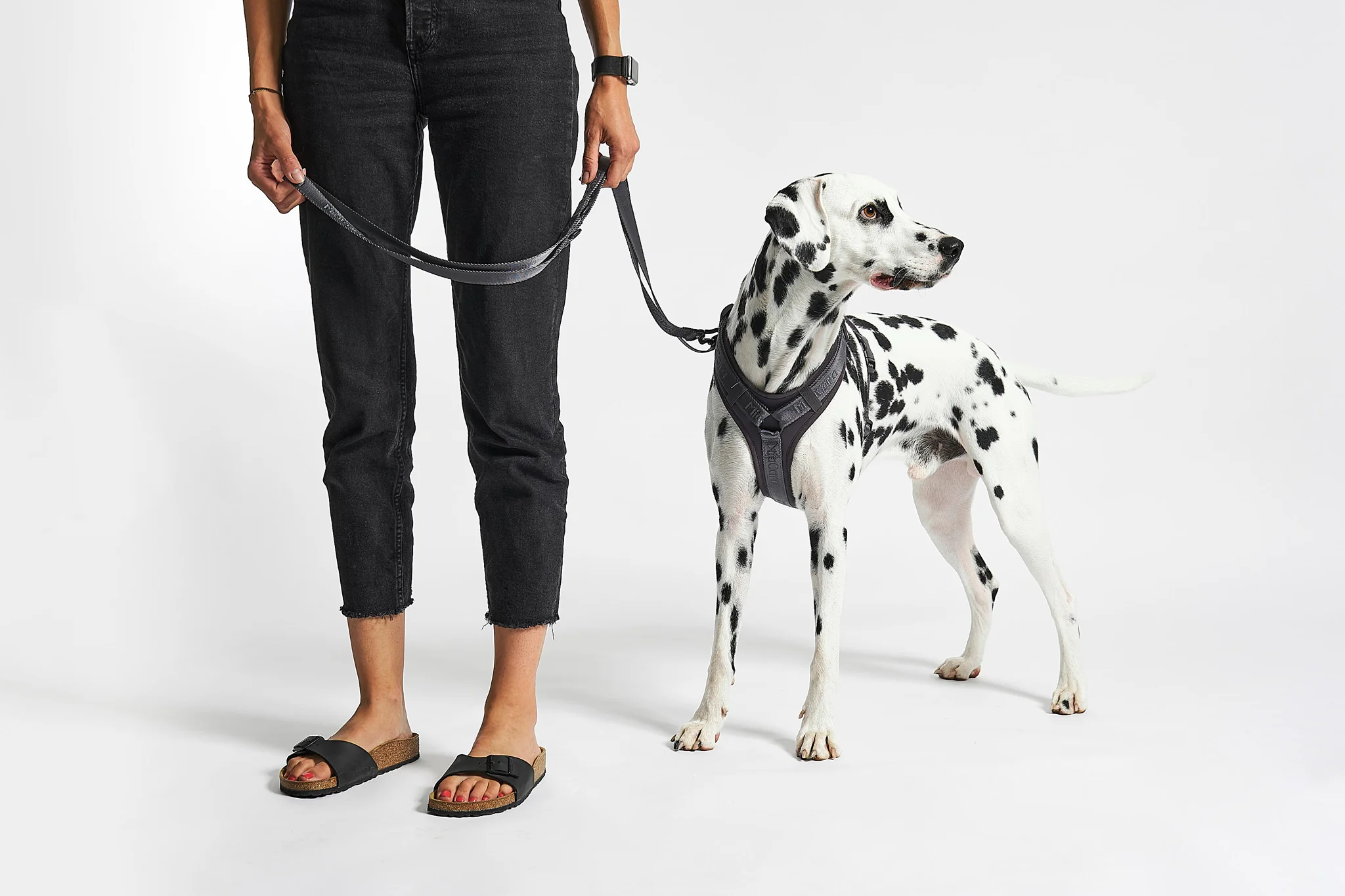 modena collier harnais laisse pour chien et chat design miacara