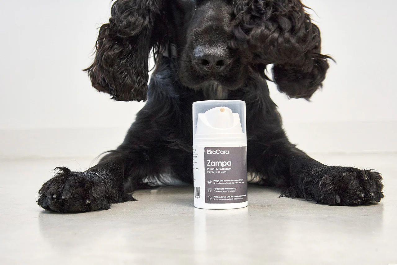 grooming toilettage chien à la maison