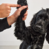 grooming toilettage chien à la maison