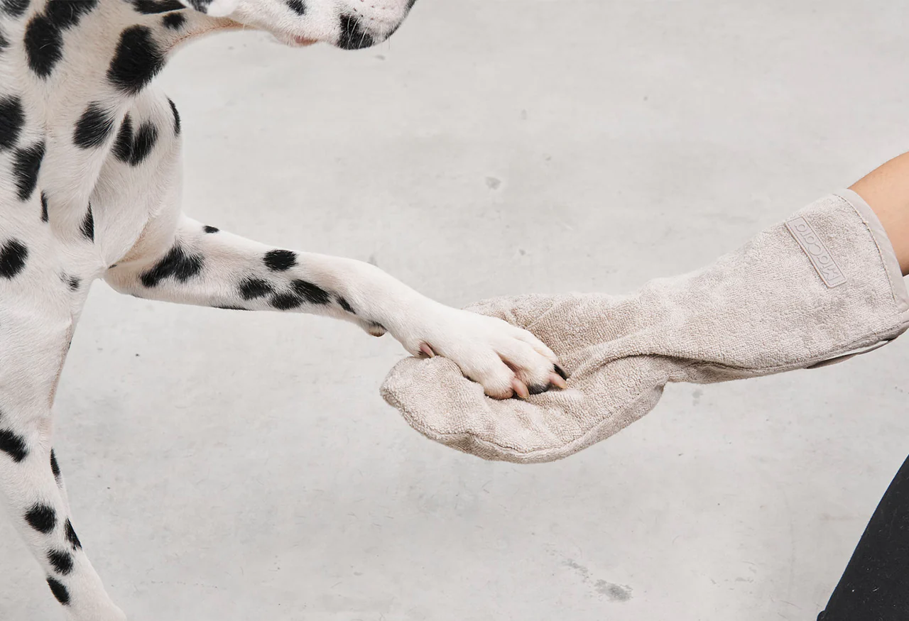 grooming toilettage chien à la maison grooming toilettage chien à la maison
