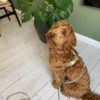 collier harnais design scandinave chien drews dogwear