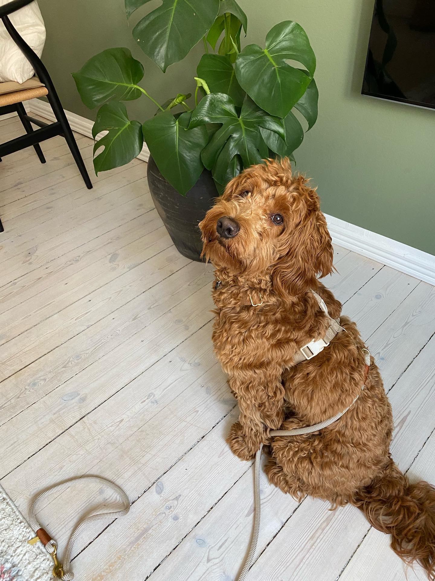 collier harnais design scandinave chien drews dogwear