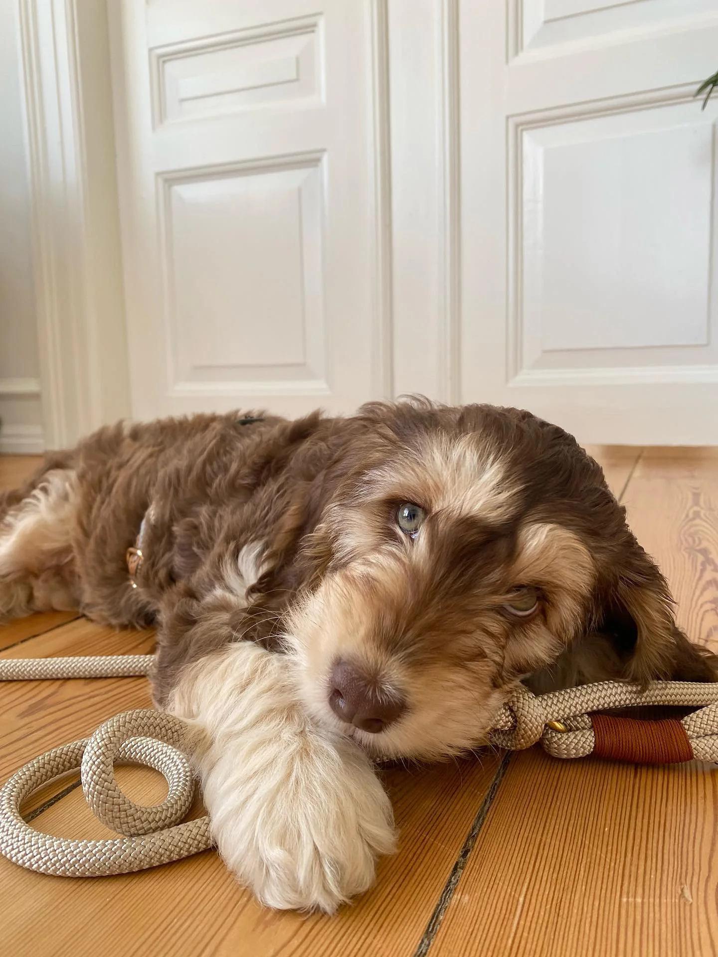 drews dogwear laisse corde design chien ajustable