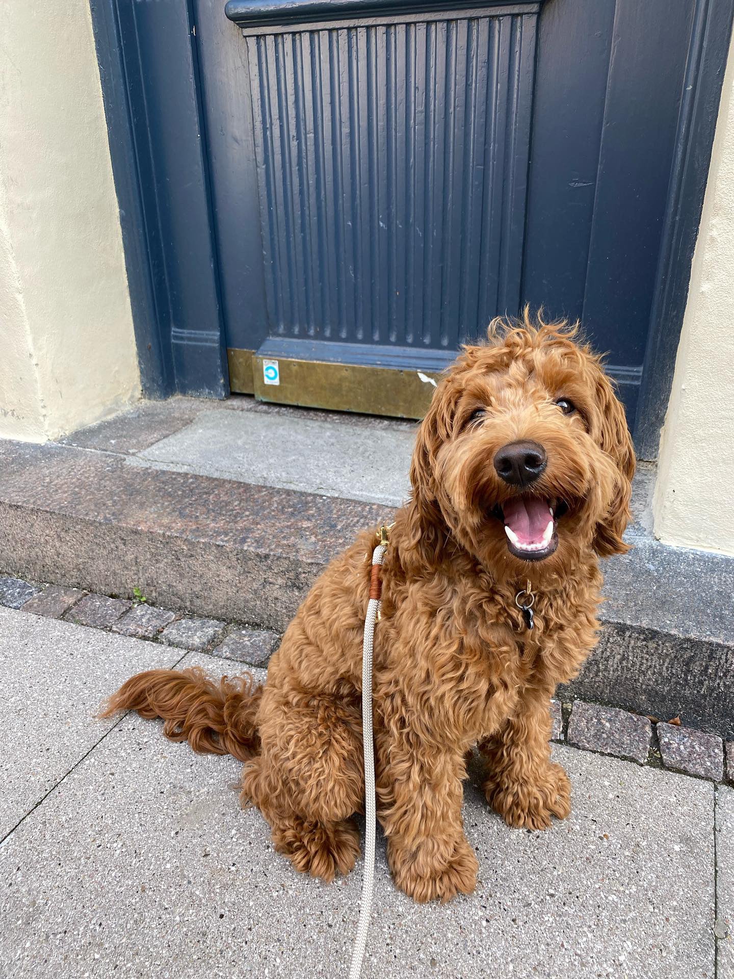 drews dogwear laisse corde design chien ajustable