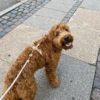 drews dogwear laisse corde design chien ajustable