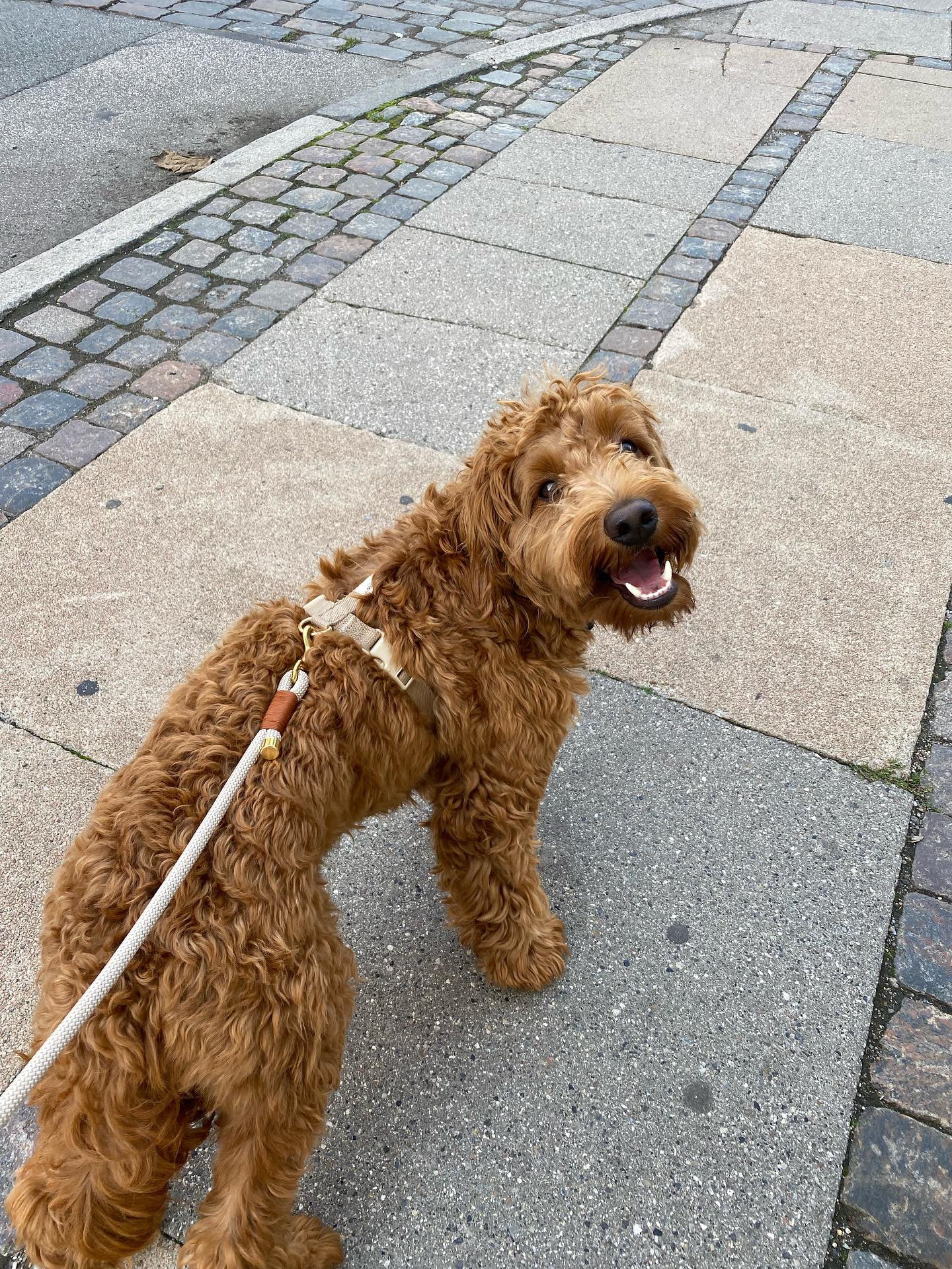 drews dogwear laisse corde design chien ajustable