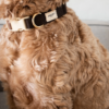collier harnais design scandinave chien drews dogwear