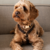 collier harnais design scandinave chien drews dogwear