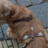 collier harnais design scandinave chien drews dogwear