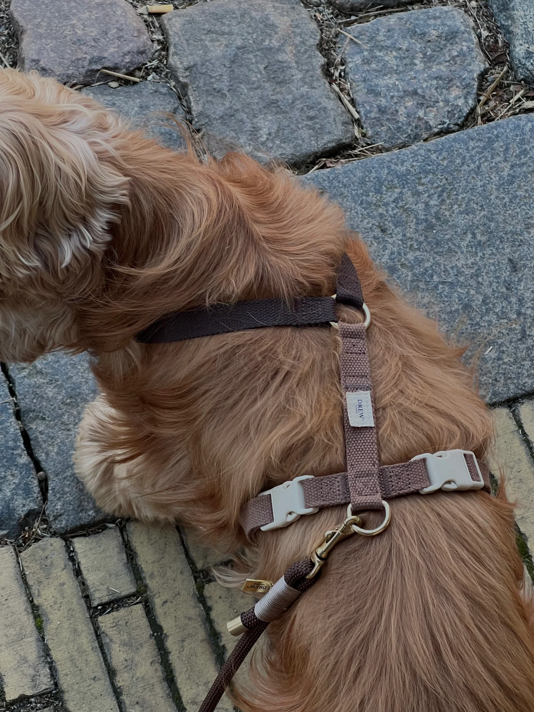 collier harnais design scandinave chien drews dogwear