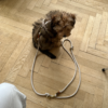 collier harnais design scandinave chien drews dogwear