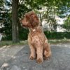 collier harnais design scandinave chien drews dogwear