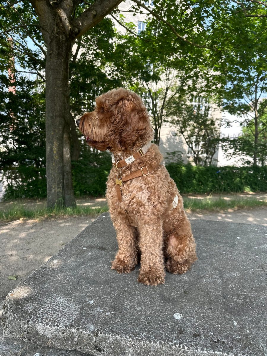 collier harnais design scandinave chien drews dogwear