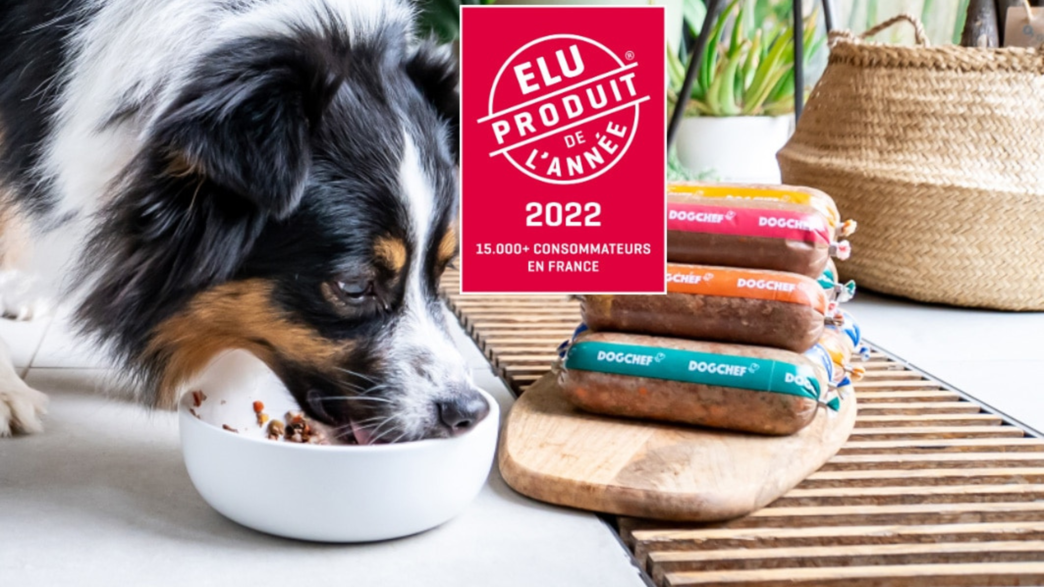 Lire la suite à propos de l’article Dog Chef : L’alimentation naturelle et fraîche pour chiens