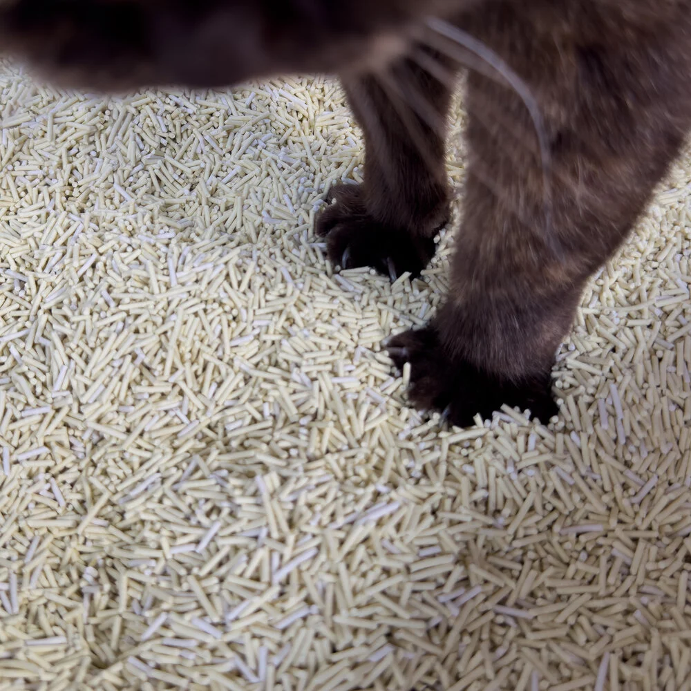 TOFU HOOPO LITIERE CHAT