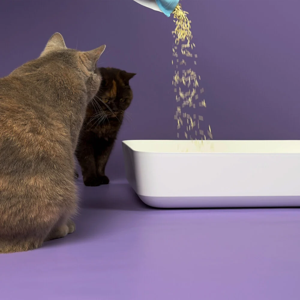 TOFU HOOPO LITIERE CHAT