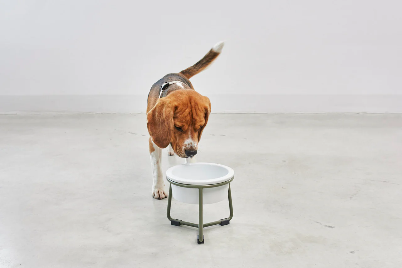 pranzo gamelle pour chien design (3) Gamelle pour chien porcelaine design miacara pranzo