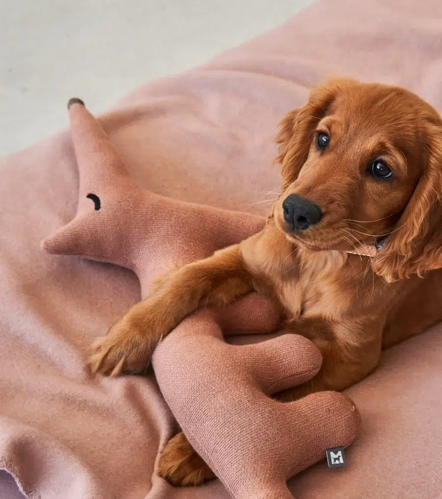 Jouet peluche pour chien - BOSCO