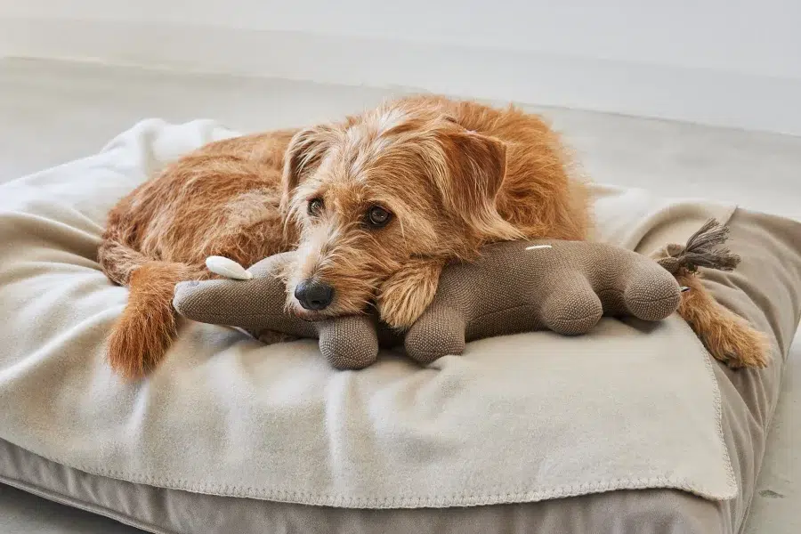 Jouet peluche pour chien - BOSCO