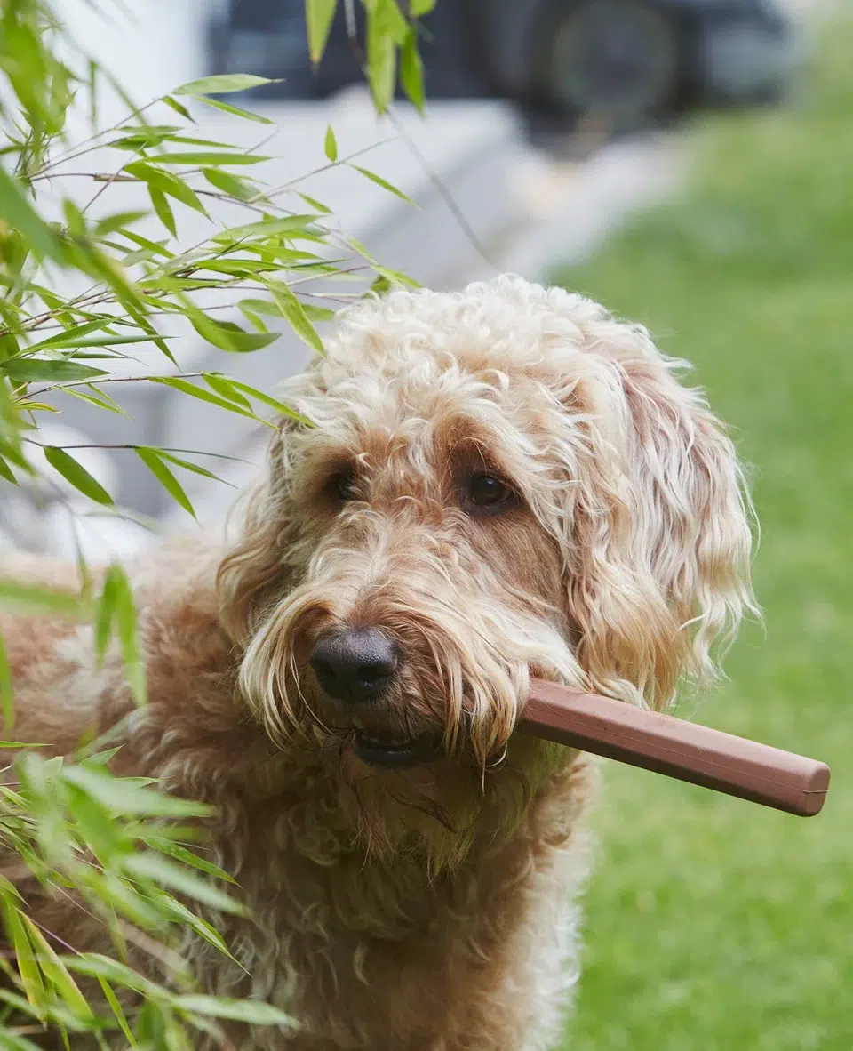 Stick design pour chien - RAMO Stick design pour chien - RAMO