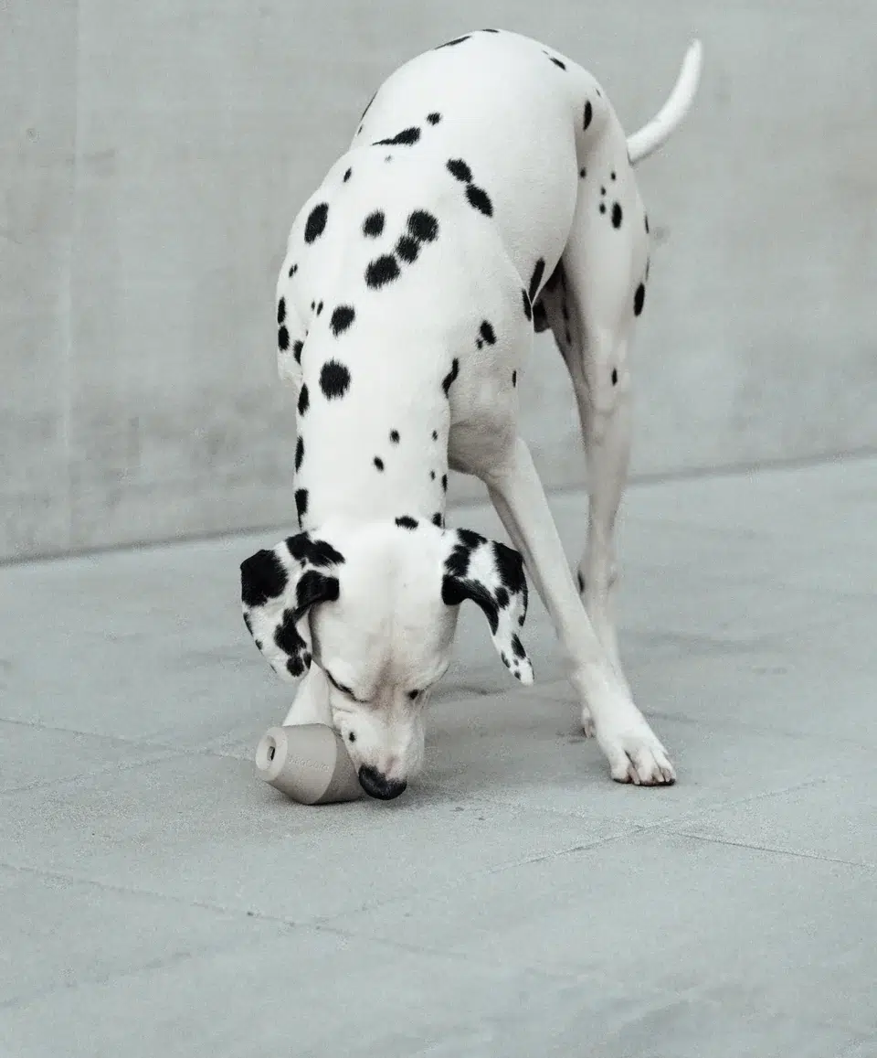 Jouet design pour chien - CONO Jouet design pour chien - CONO