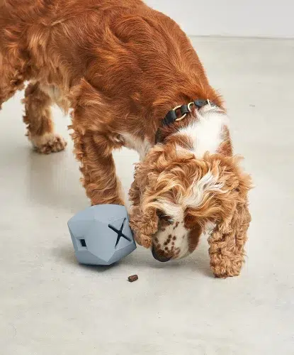Jouet design pour chien- DADO